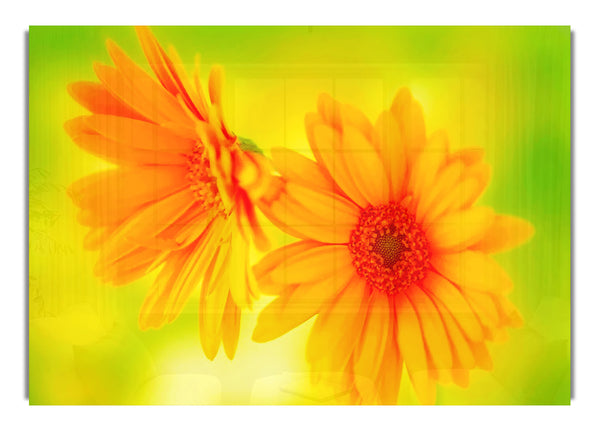 Vibrant Yellow Daisys