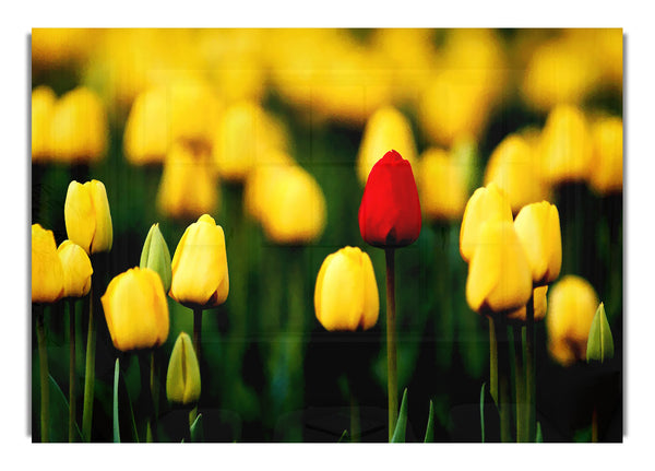 Rote Tulpe in einem Feld von Gelb