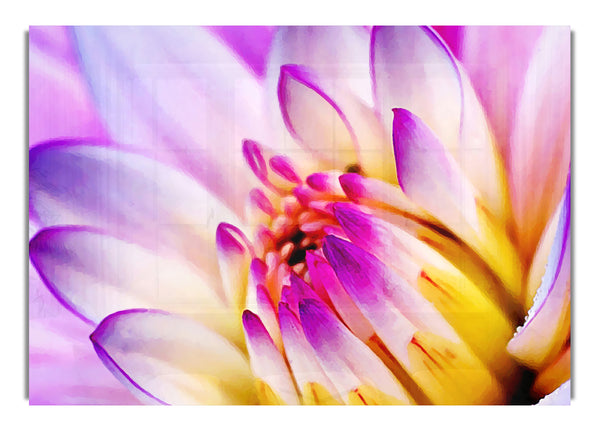 Stunning Pink Yellow Water Lily