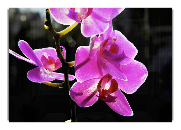 Kirschblüte im Sonnenlicht