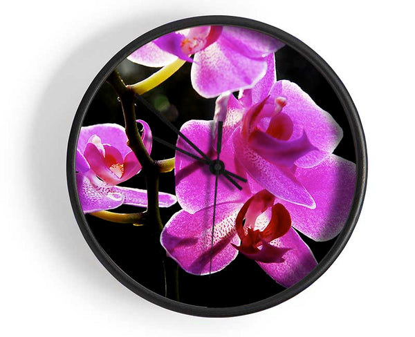 Orchid In Sunlight Clock - Wallart-Direct UK