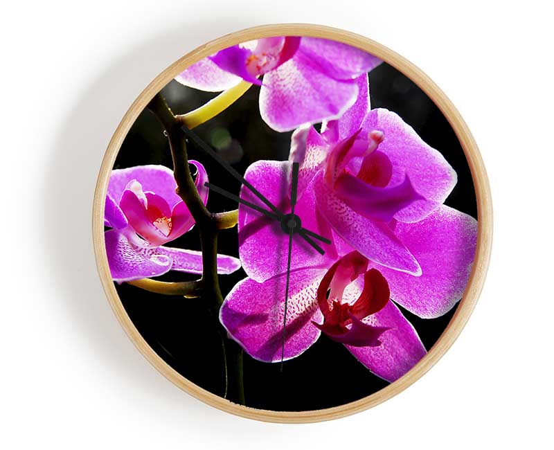 Orchid In Sunlight Clock - Wallart-Direct UK