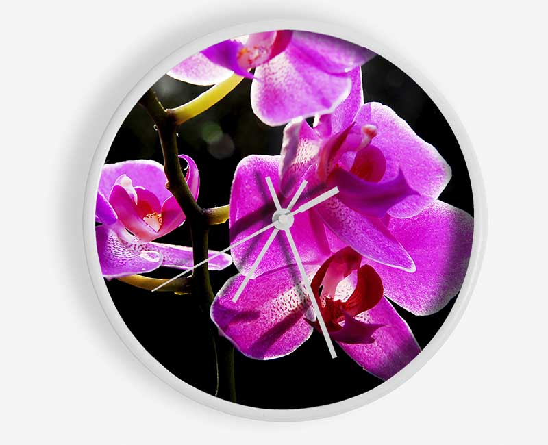 Orchid In Sunlight Clock - Wallart-Direct UK