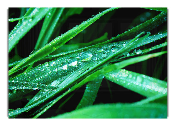 Morning Dew On Grass