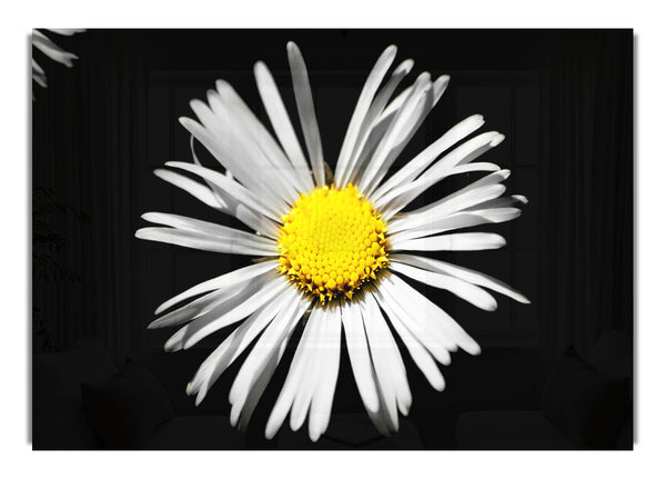 White Daisy Sunlight