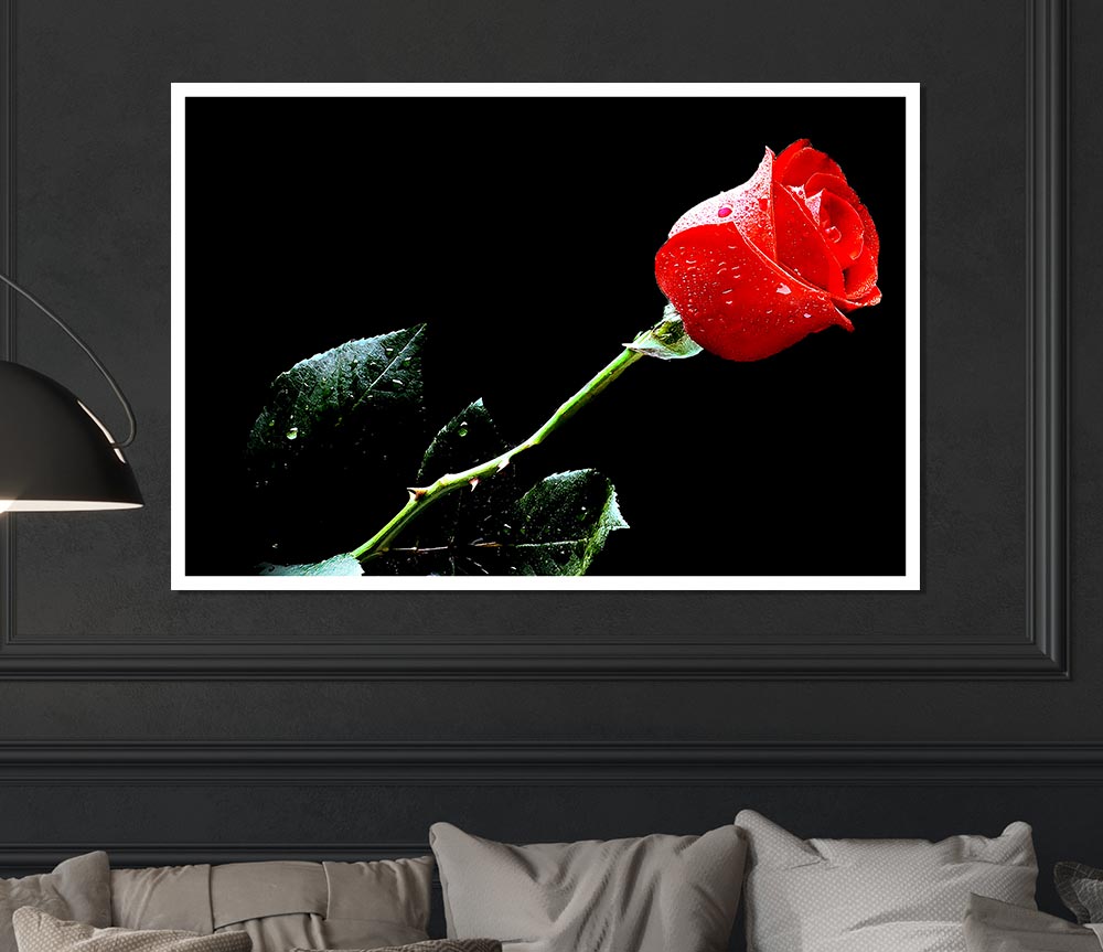 Love Of A Single Red Rose Print Poster Wall Art