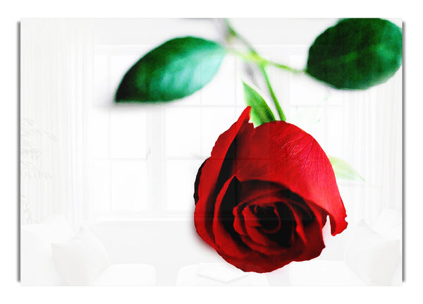 Single Red Rose For The One I Love