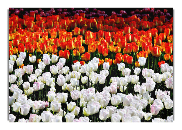 Mixed Tulip Fields