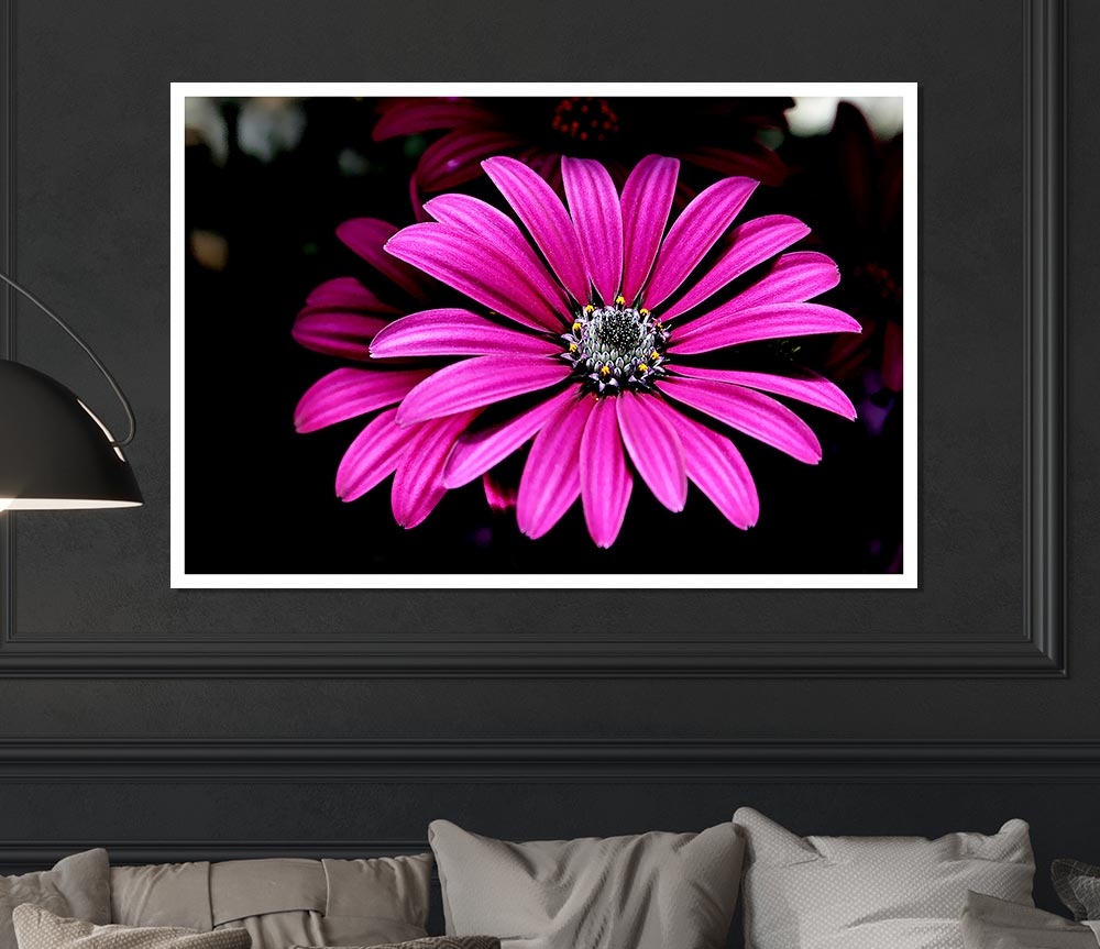 Cerise Daisy Petals Print Poster Wall Art