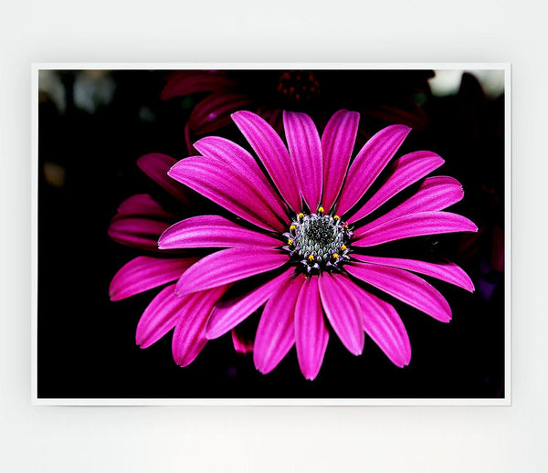 Cerise Daisy Petals Print Poster Wall Art