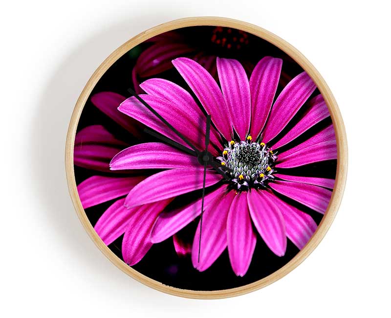 Cerise Daisy Petals Clock - Wallart-Direct UK