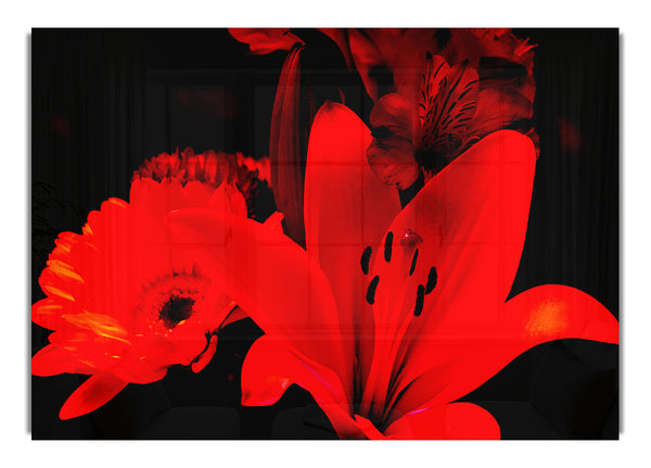 Infra Red Bloom