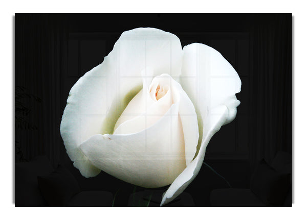 White Rose Blossom