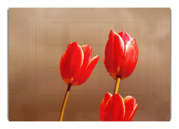 Red Tulip Trio