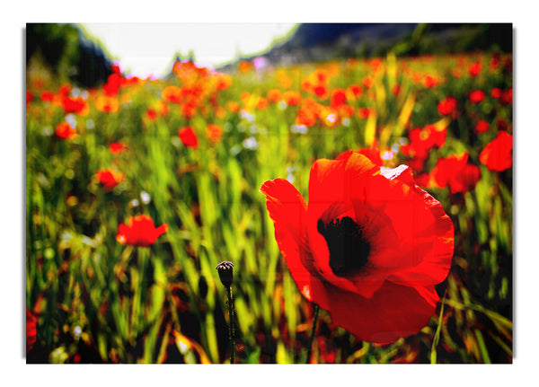 Rote Mohnfelder im Sonnenlicht