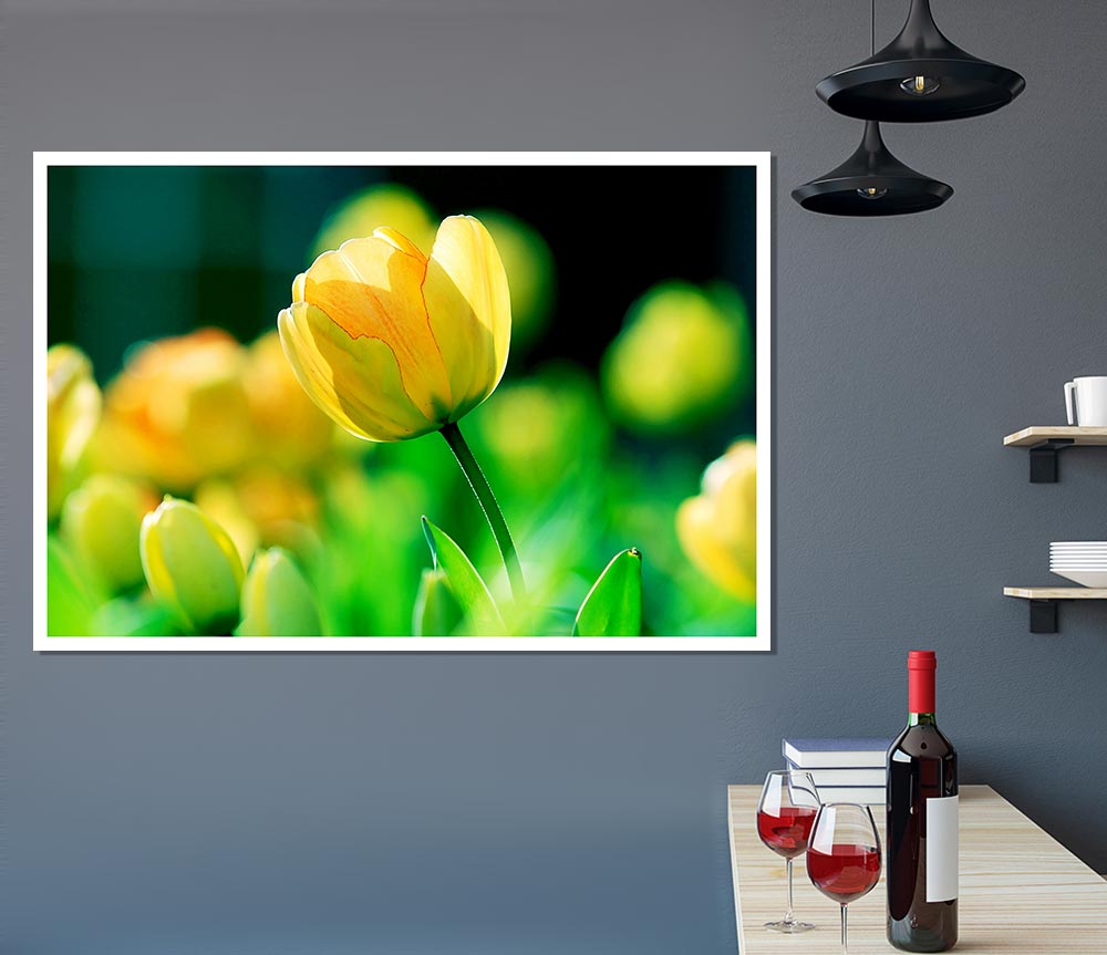 Yellow Tulip Sunlight Print Poster Wall Art