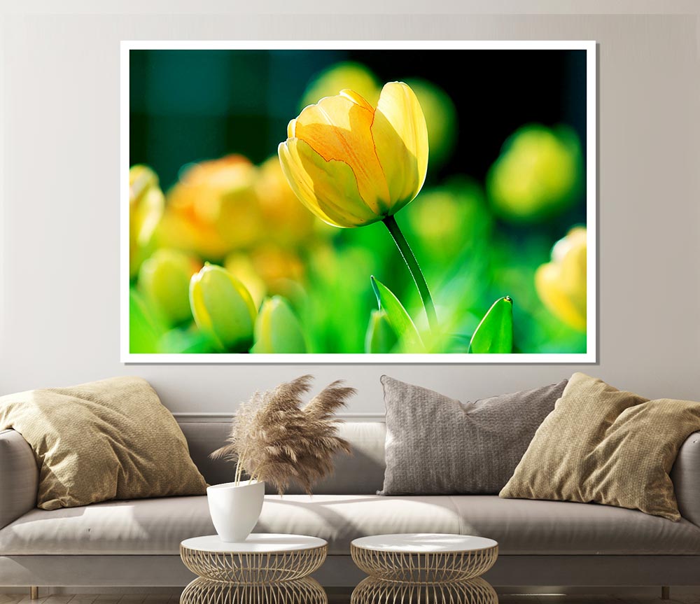 Yellow Tulip Sunlight Print Poster Wall Art