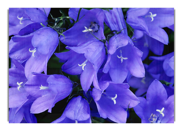 Purple Blue Bells