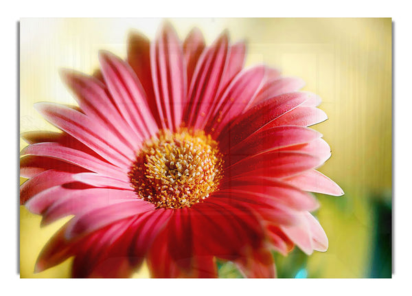 Heavenly Pink Petals