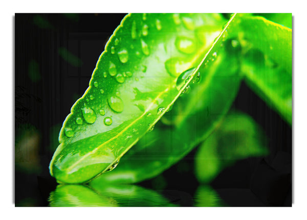 Green Leaf Reflection