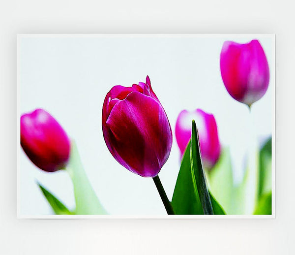 Cerise Tulip Quads Print Poster Wall Art