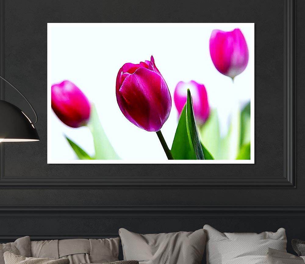 Cerise Tulip Quads Print Poster Wall Art