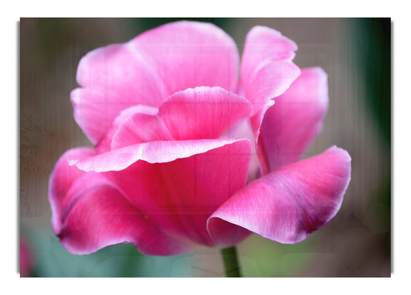 Pink Ruffle Petals