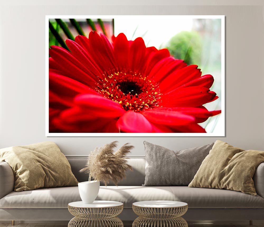 Cerise Gerbera Beauty Print Poster Wall Art