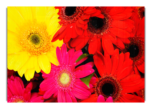 Gerbera in Hülle und Fülle