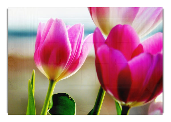 Pink Tulip Parade