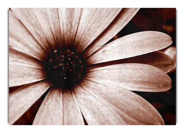 Flower Chocolate Daisy