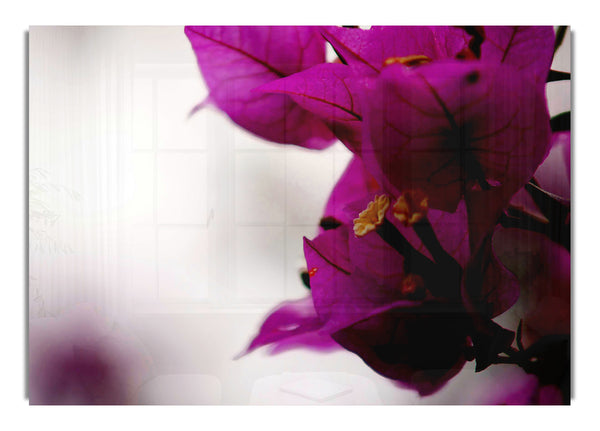 Stunning Cerise Winter Flowers