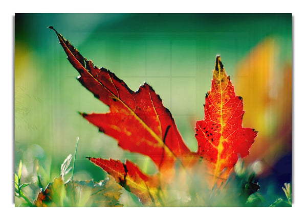 Autumn Leaves 2