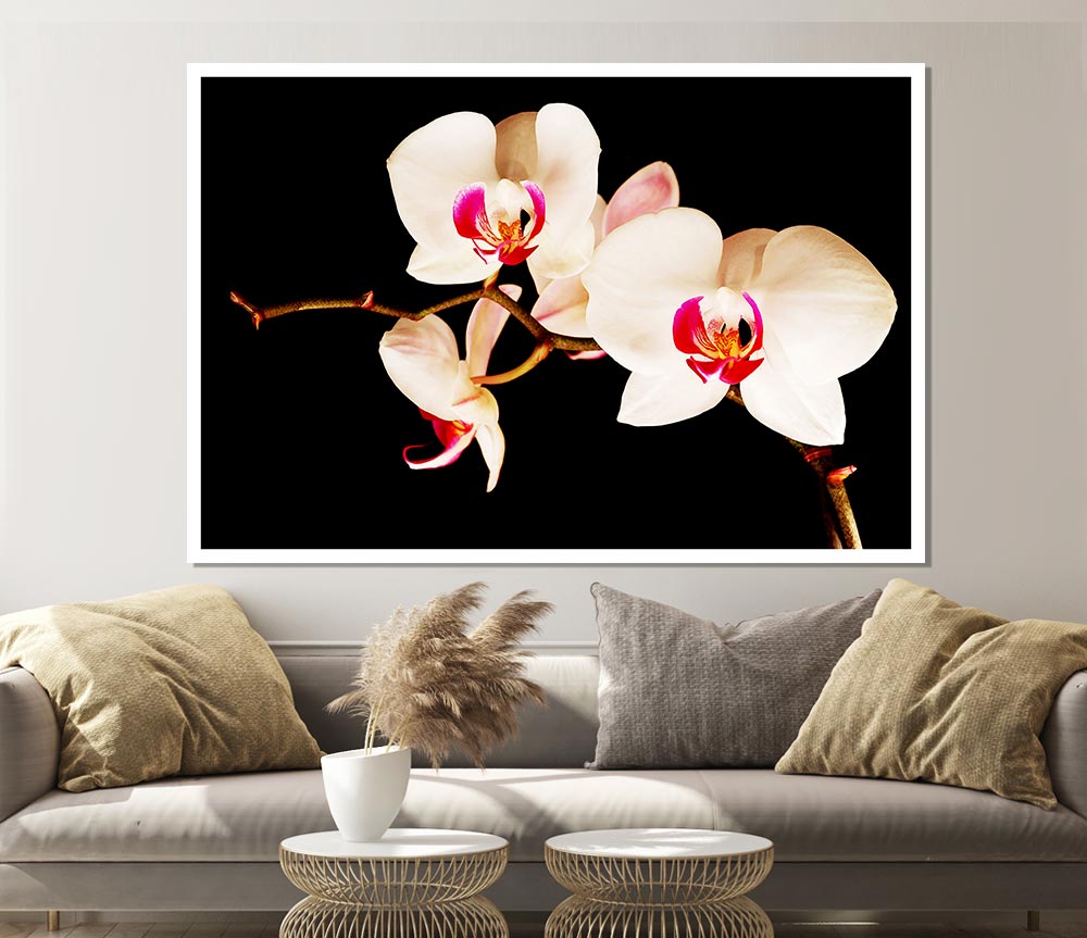 Butterfly Orchid Petals Print Poster Wall Art