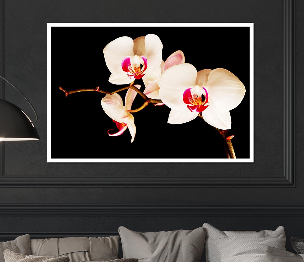 Butterfly Orchid Petals Print Poster Wall Art