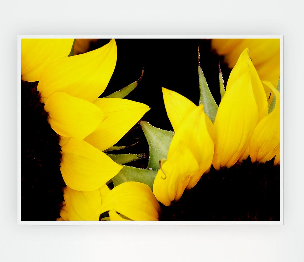 Yellow Sunflower Twins Close Up Print Poster Wall Art