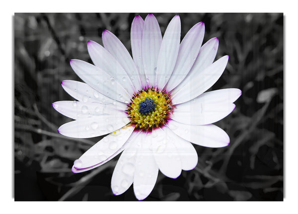 White Daisy On B~w