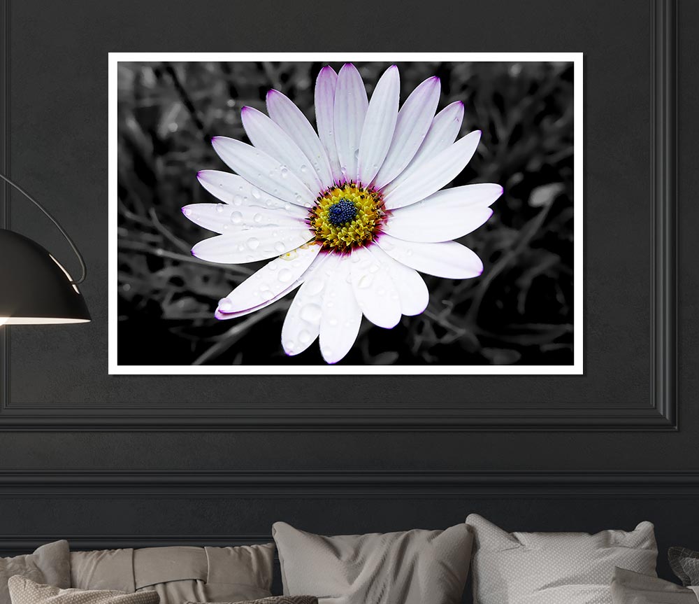 White Daisy On B N W Print Poster Wall Art