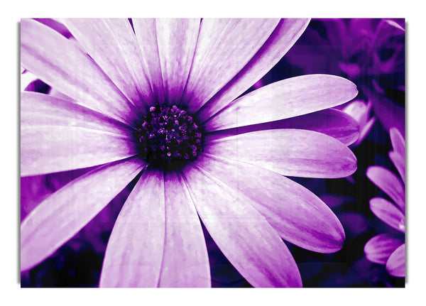 Purple Daisy Petals