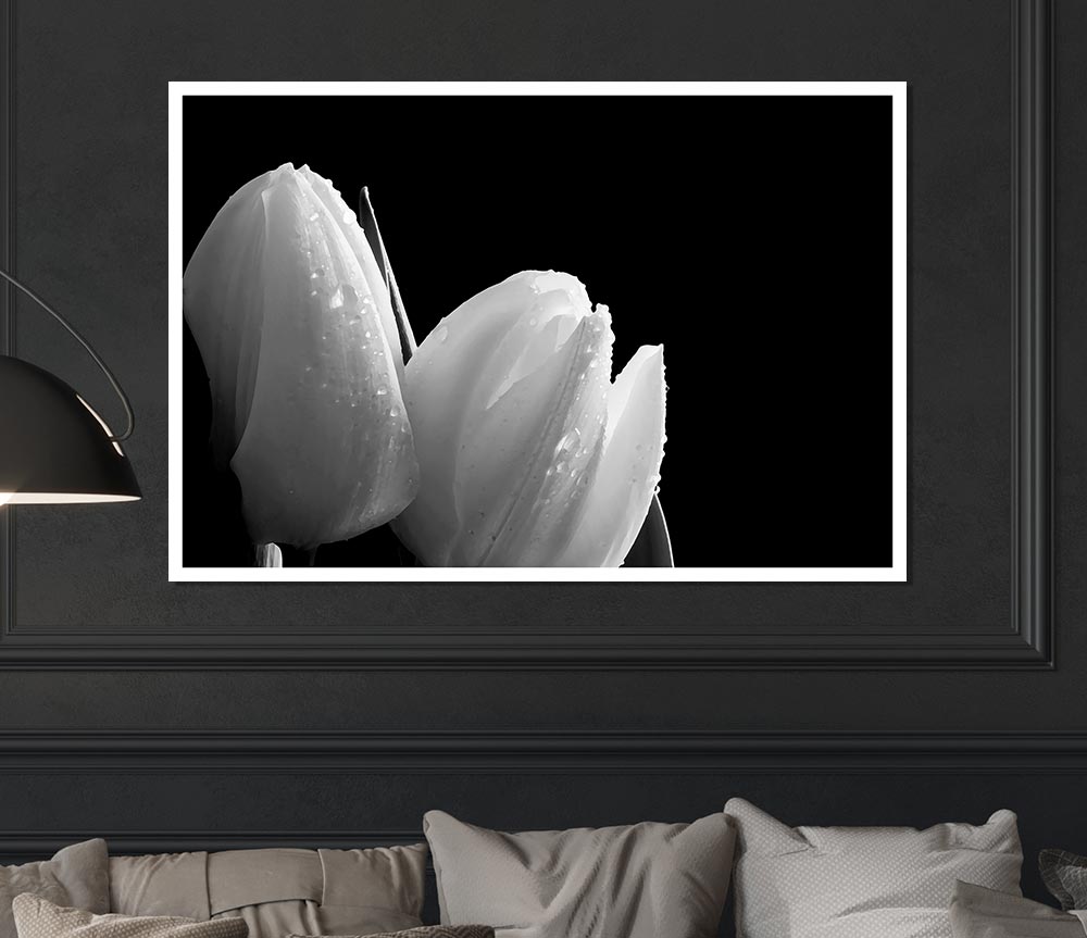 Black And White Tulip Beautys Print Poster Wall Art