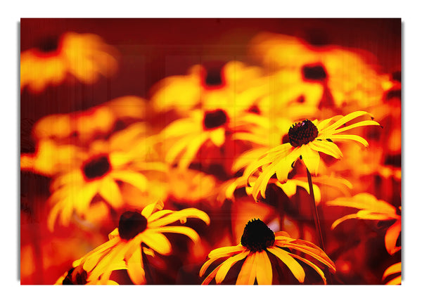 Daisies In Golden Sunlight