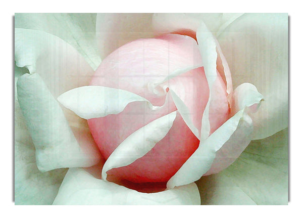 Soft Pink Rose Bud