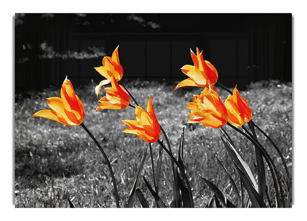 Orange Tulips On B~w