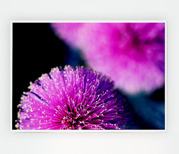 Cerise Pink Pom Poms Print Poster Wall Art