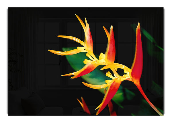 Bird Of Paradise In Sunlight