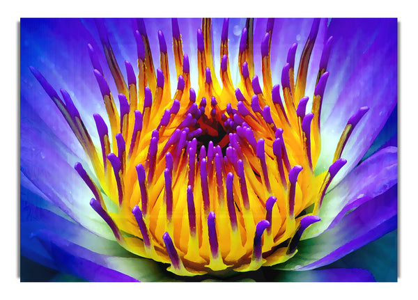 Vibrant Purple Water Lily