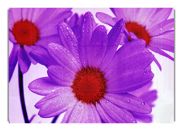 Purple Dew Drop Daisys