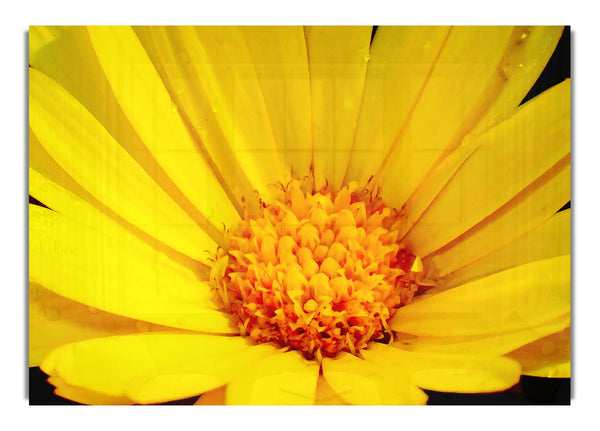 Golden Yellow Daisy