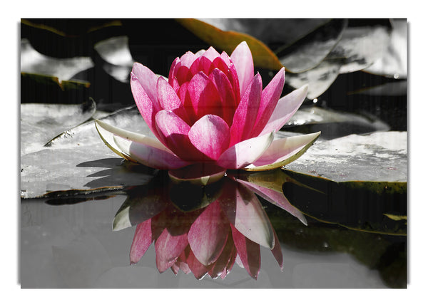 Pink Water Lily Reflections B~w