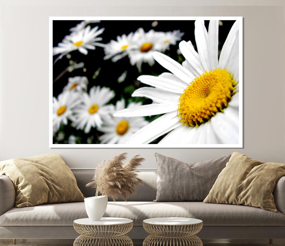 White Daisy Galore Print Poster Wall Art